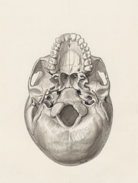 J Wetselaar-Whittaker, Skull seen from below