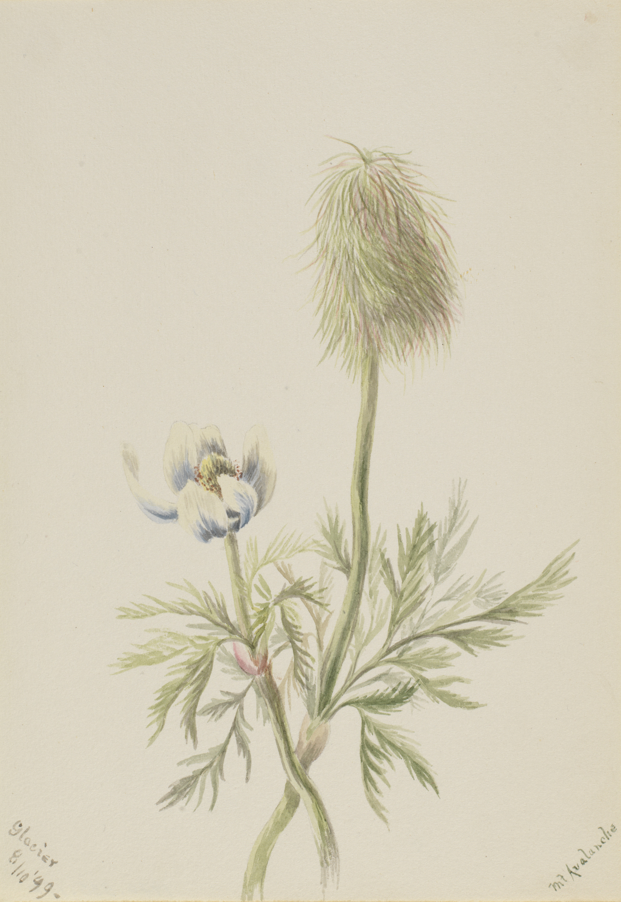 Mary Vaux Walcott, Pulsatilla occidentalis