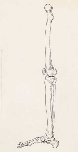 J Tinkelenberg, Bones of the human leg and foot