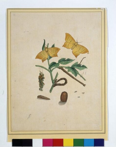 Unknown, Geometrid moths