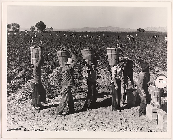 Dorothea Lange, Pea Pickers Line Up on Edge of Field at Weigh Scale, near Calipatria, Imperial Valley, California, February