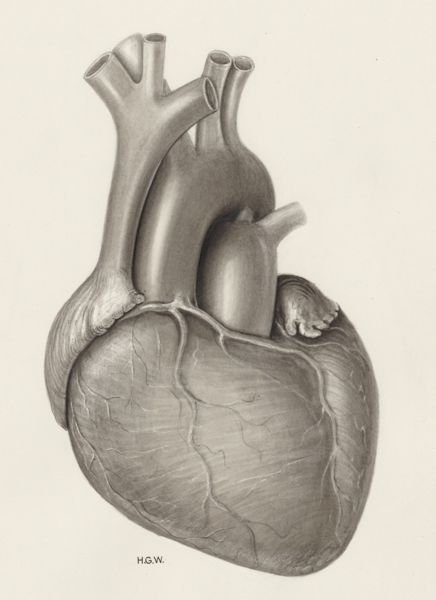 H.G Wetselaar, Heart