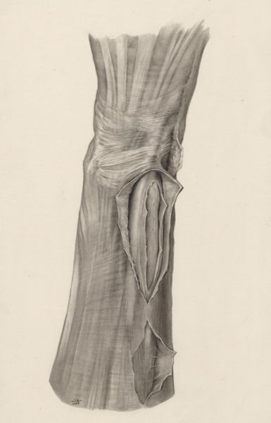 J Tinkelenberg, Musculoskeletal system of the wrist