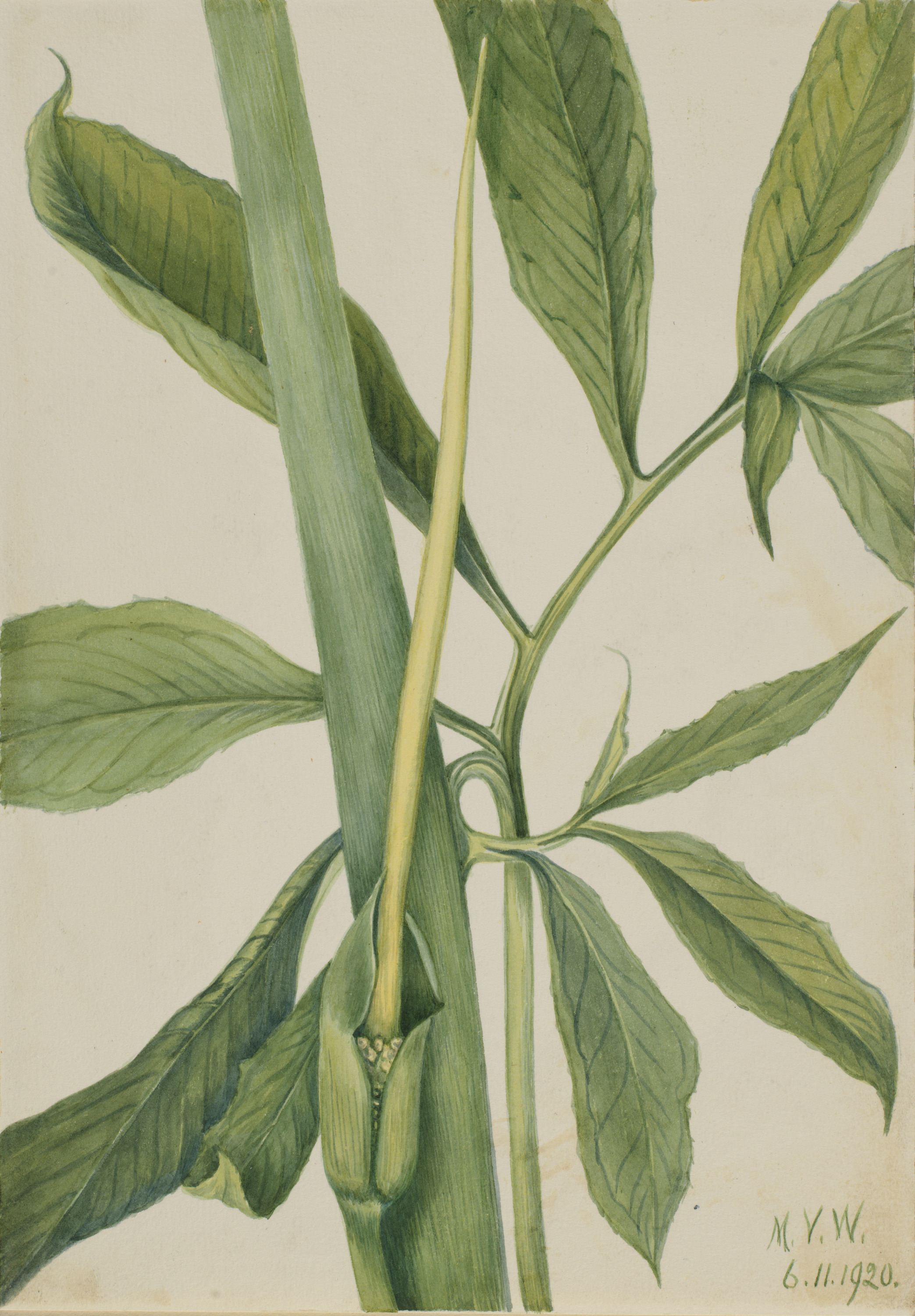 Mary Vaux Walcott, Greendragon (Arisaema dracontium)