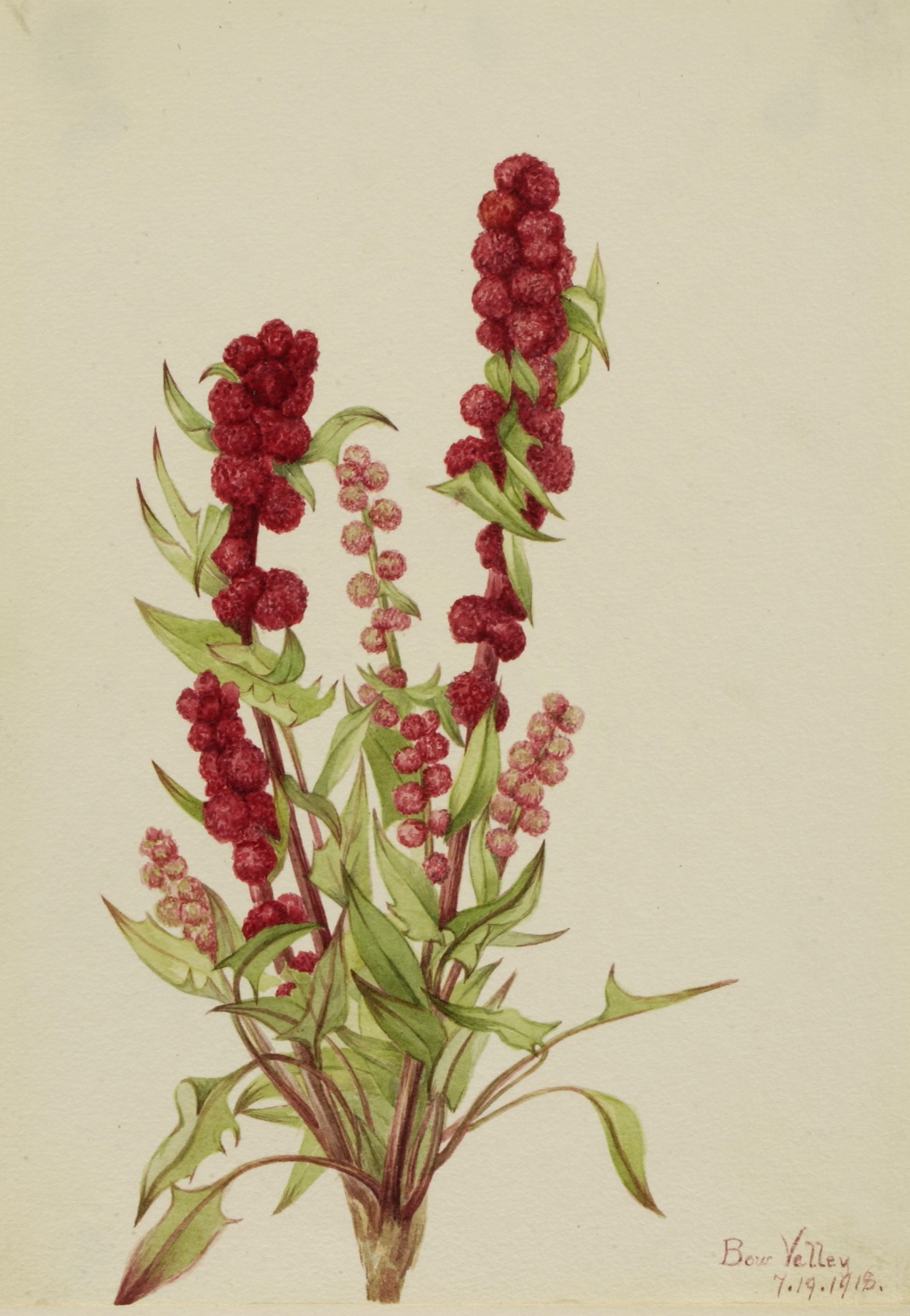 Mary Vaux Walcott, Strawberry-Blite (Chenopodium capitatum)