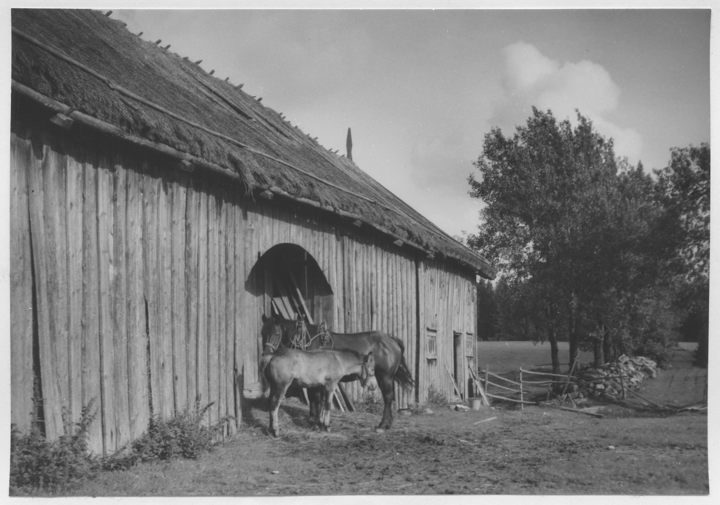 Mårten Sjöbeck, Ånim