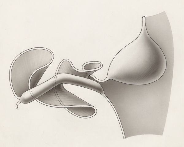 H.G Wetselaar, Digestive system