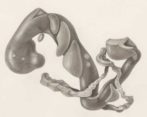 H.G Wetselaar, Embryonic tissue
