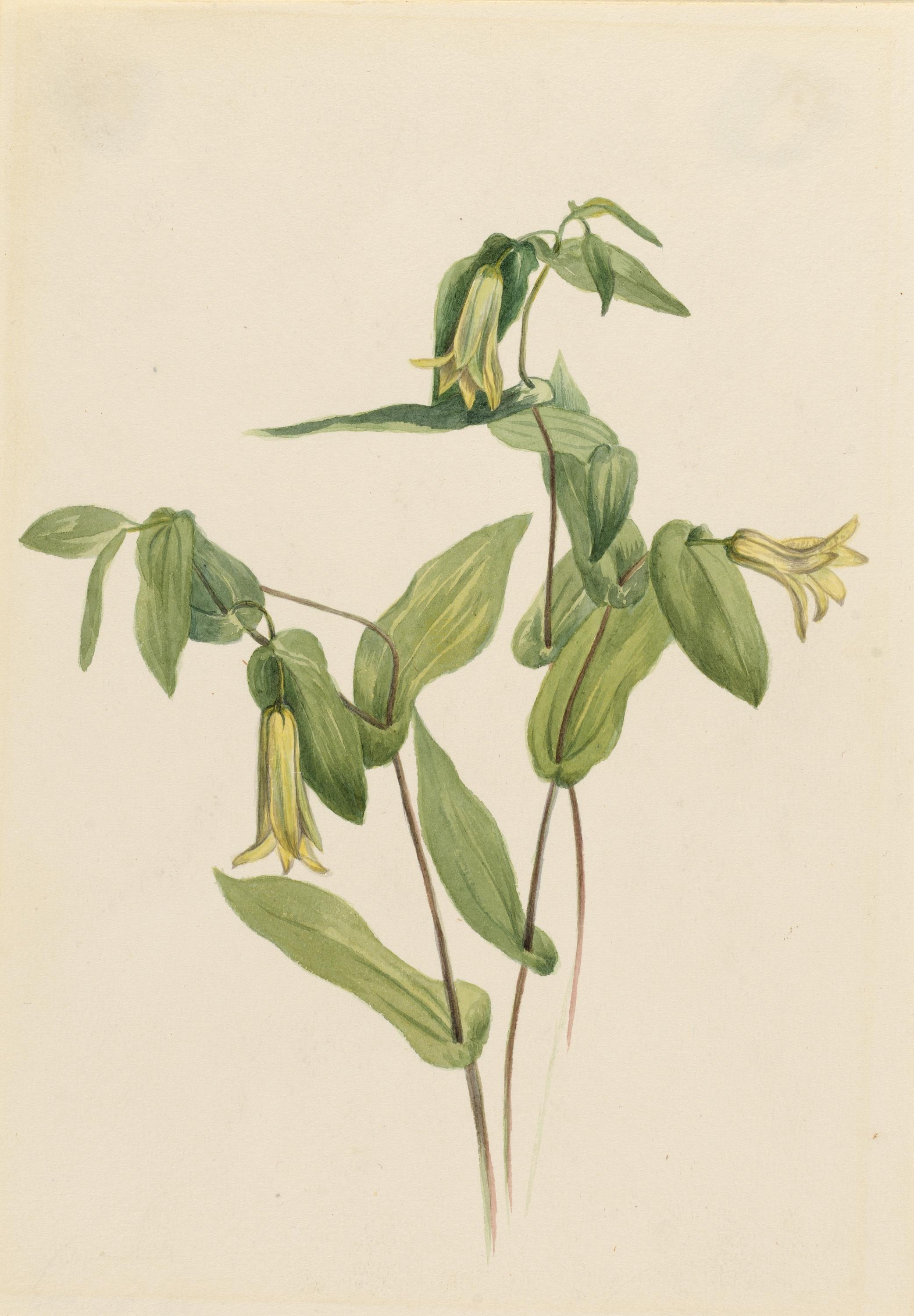 Mary Vaux Walcott, Wood Merrybells (Uvularia perfoliata)