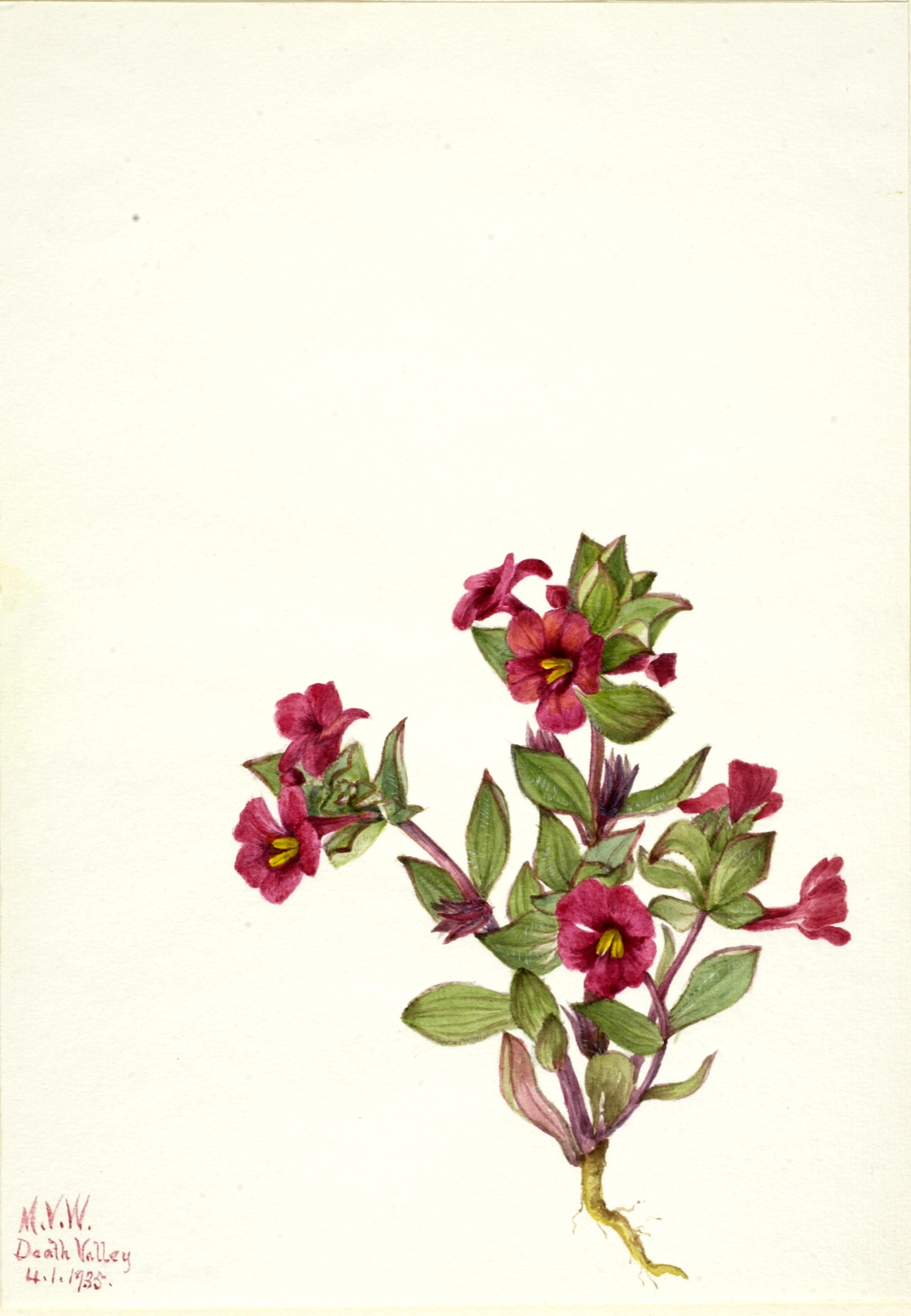 Mary Vaux Walcott, Purple Monkey-Flower (Mimulus bigelovii)