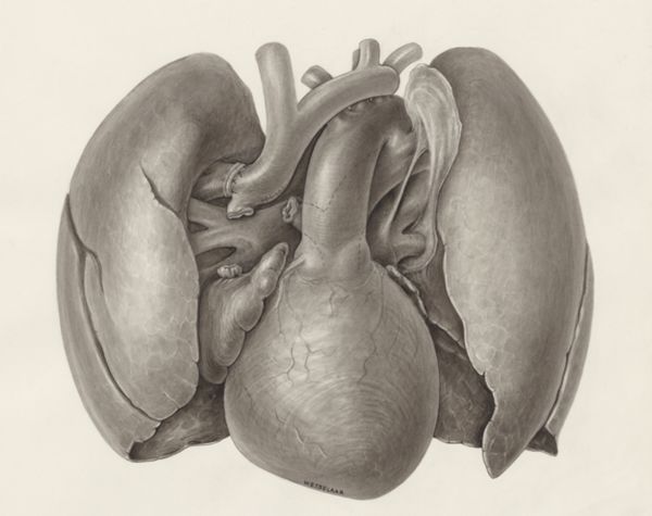 H.G Wetselaar, Heart