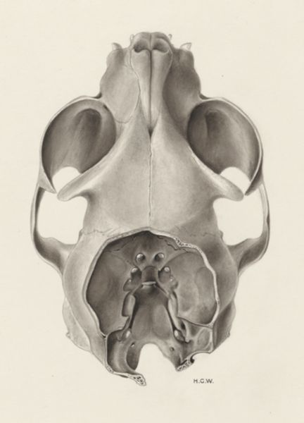 H.G Wetselaar, Skull of a feline seen from above