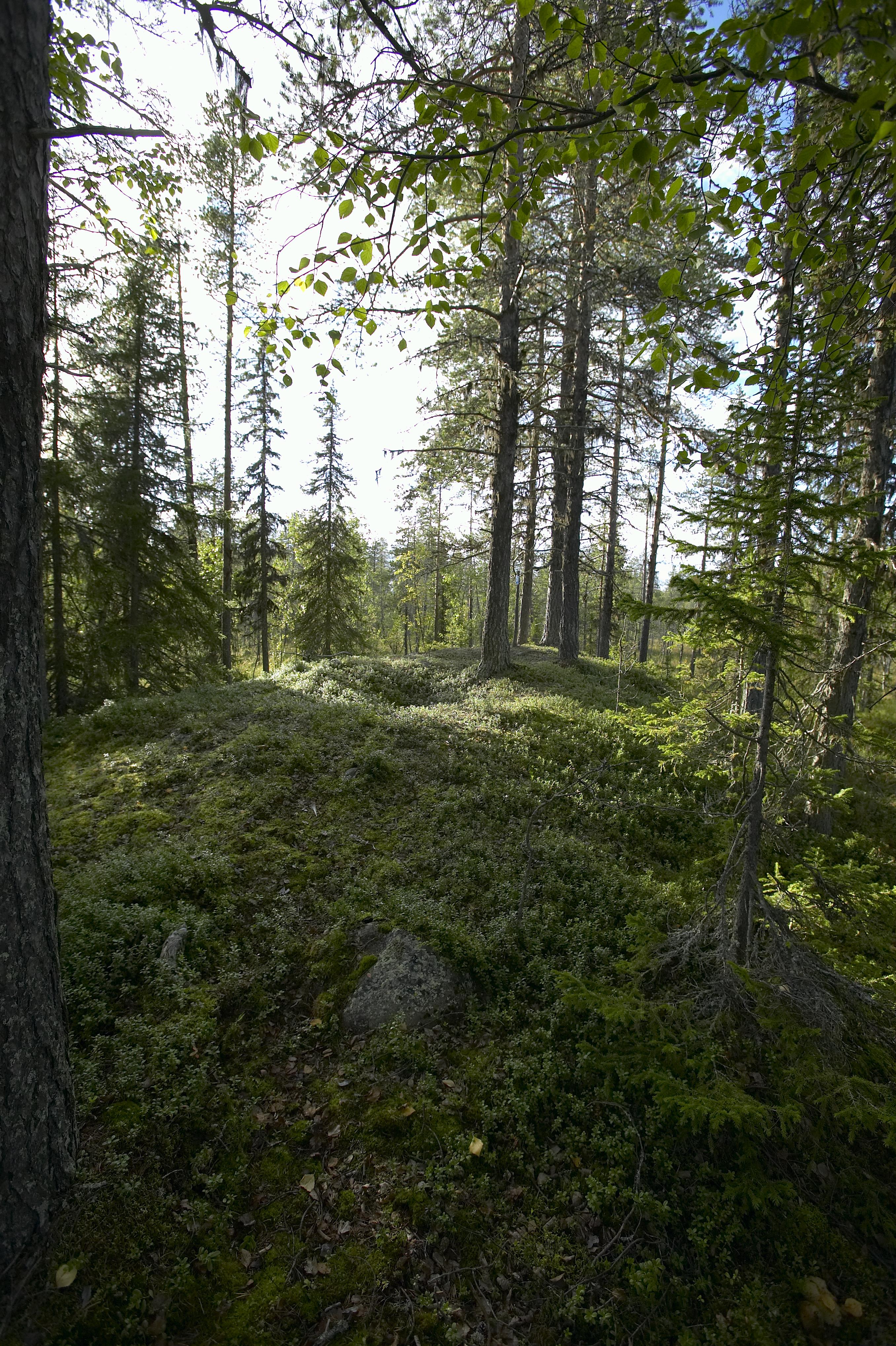 Bengt A Lundberg, Kaltisbäcken