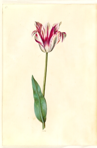 Hans Simon Holtzbecker, Tulipa gesneriana (have-tulipan)