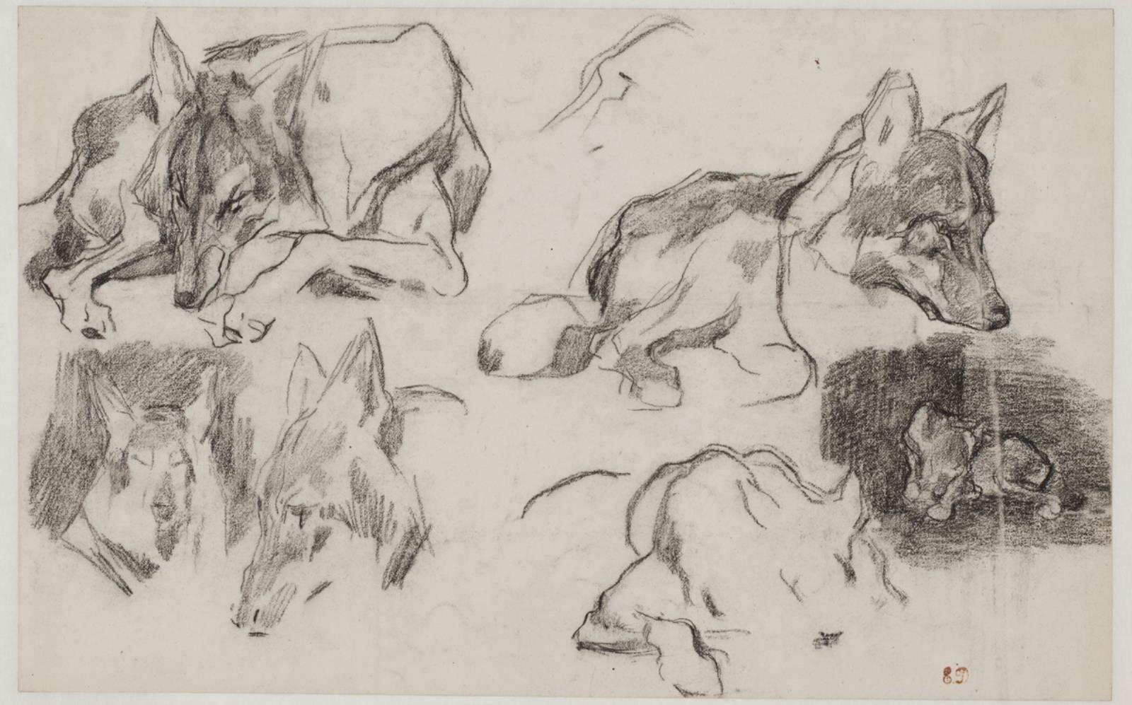 Pierre Andrieu, Studier efter marokkanske hunde