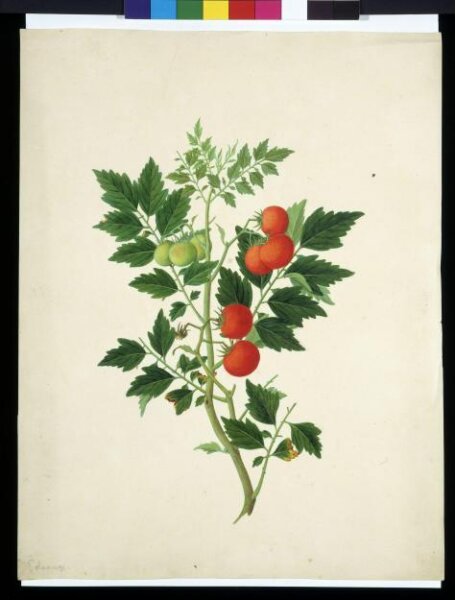 Unknown, Tomatoes