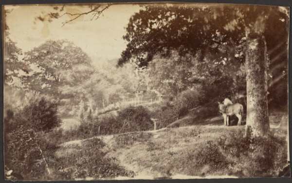 Unknown, [Man with a Mule by a Tree]