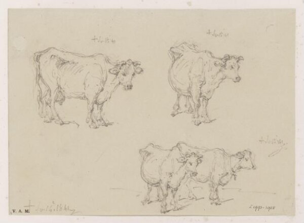 George Chinnery, Drawings of cows