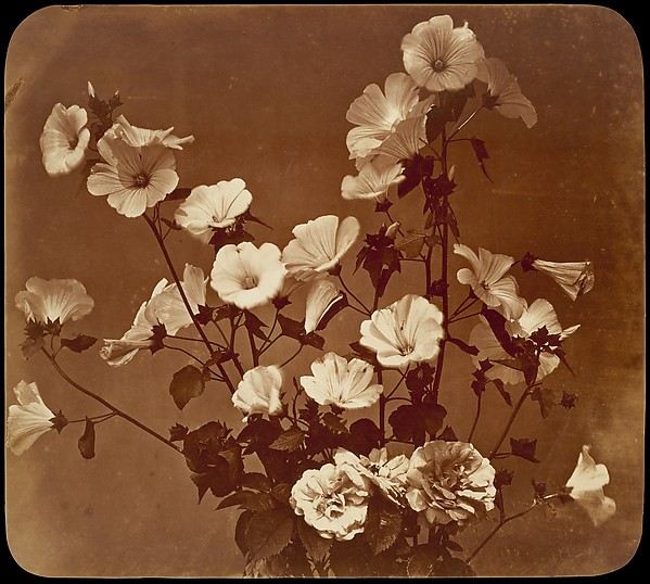 Adolphe Braun, [Flower Study, Rose of Sharon]