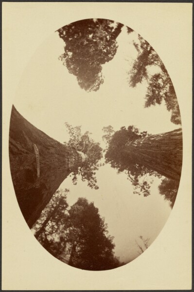 Carleton Watkins, Among the Treetops, Calaveras Grove