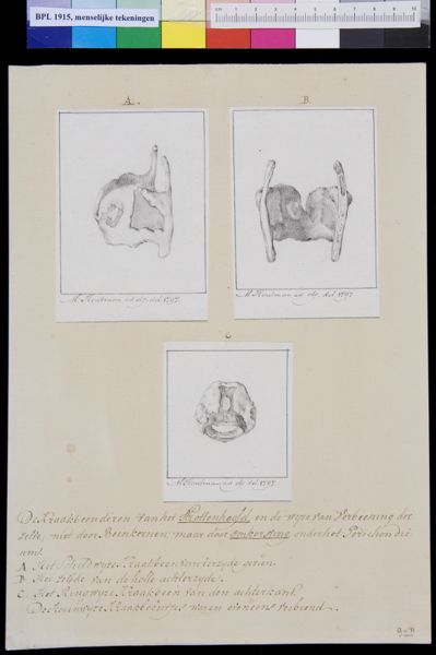 M Houtman, Larynx