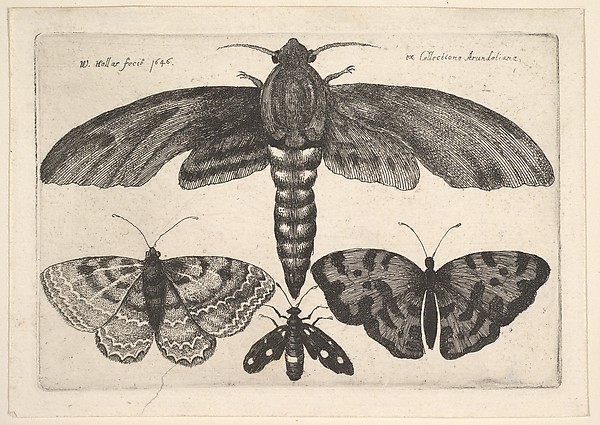 Wenceslaus Hollar, Moth and three butterflies