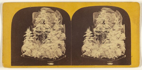 Edward and Henry T. Anthony & Co., Beautiful Study in Skeleton Leaves.