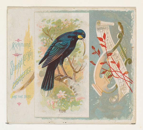 Allen & Ginter, Huia, from the Song Birds of the World series (N42) for Allen & Ginter Cigarettes
