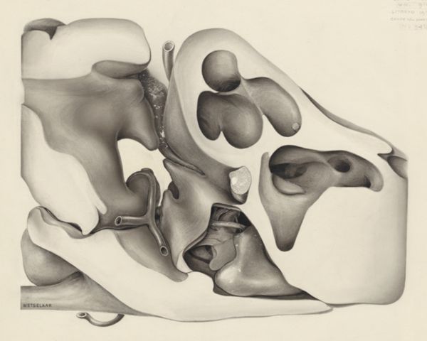 H.G Wetselaar, Hearing organ of an embryo