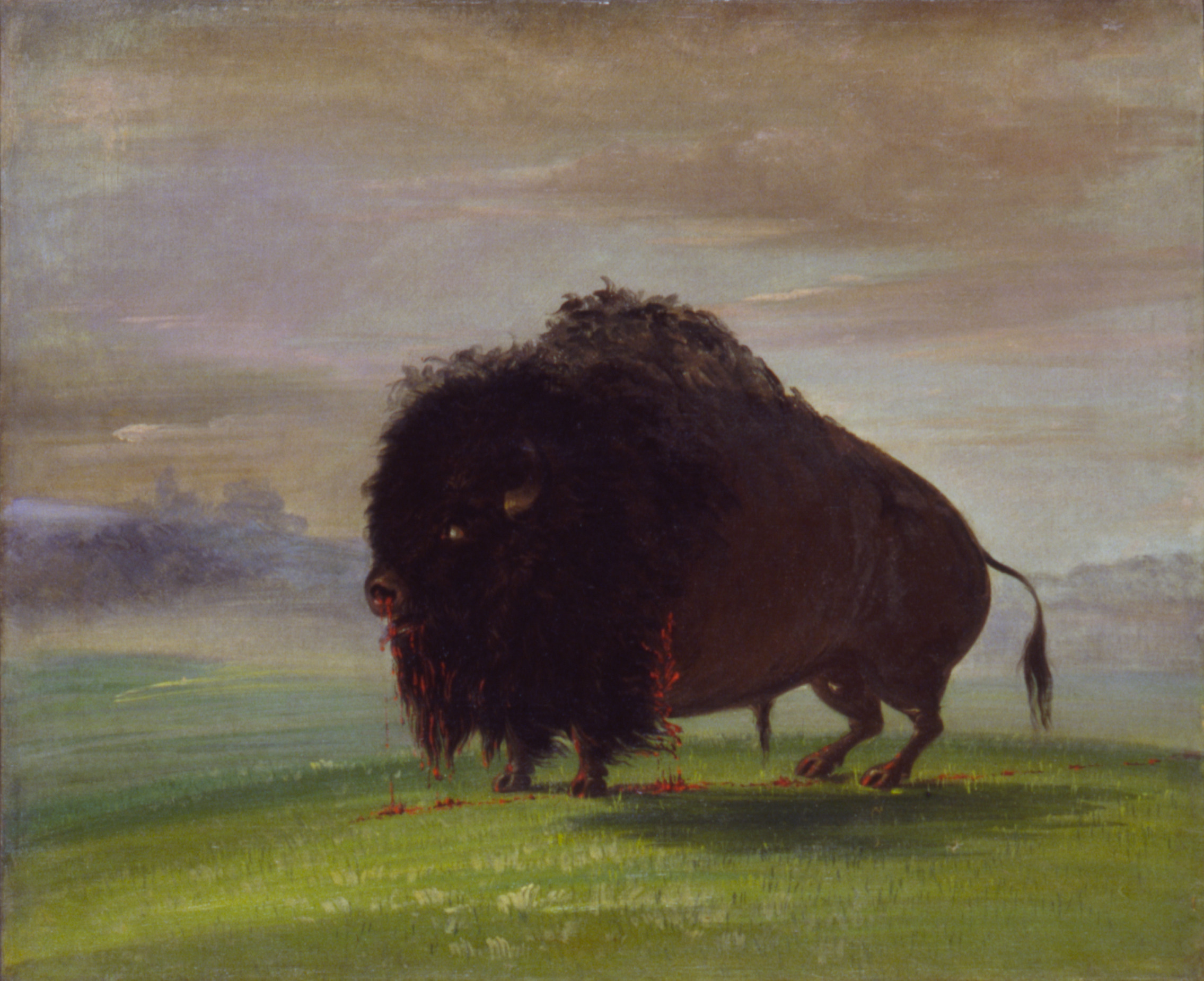 George Catlin, Wounded Buffalo, Strewing His Blood over the Prairies