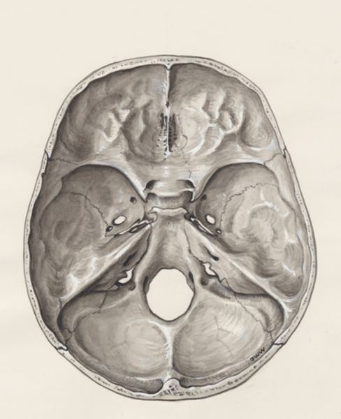 J Wetselaar-Whittaker, Lower half of the human skull