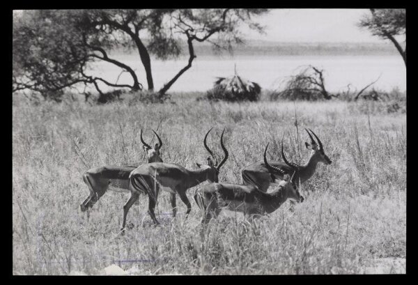 Hinde, John Wilfrid, Four Running Gazelles