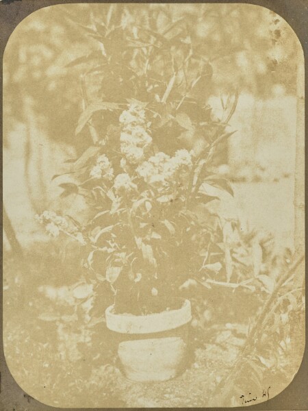 Hippolyte Bayard, [Potted Plant in a Garden]