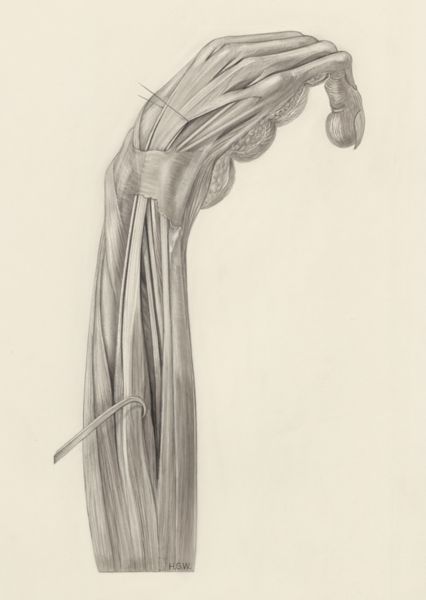 H.G Wetselaar, Muscular tissue of the arm of a rhesus macaque