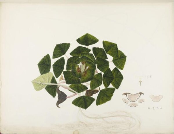 unknown, Flowers and Fruits