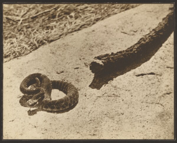 Louis Fleckenstein, Suicide Rock Rattler