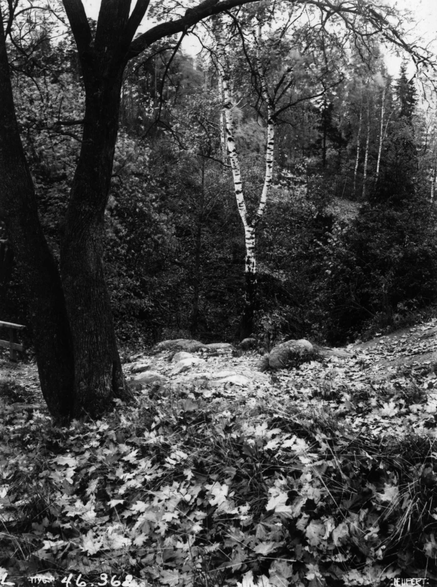 Hermann Christian Neupert, Oslo 1910. Høstskog med løv på bakken.