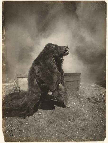 Edward S. Curtis, [Let the tricky black bear do his dance]