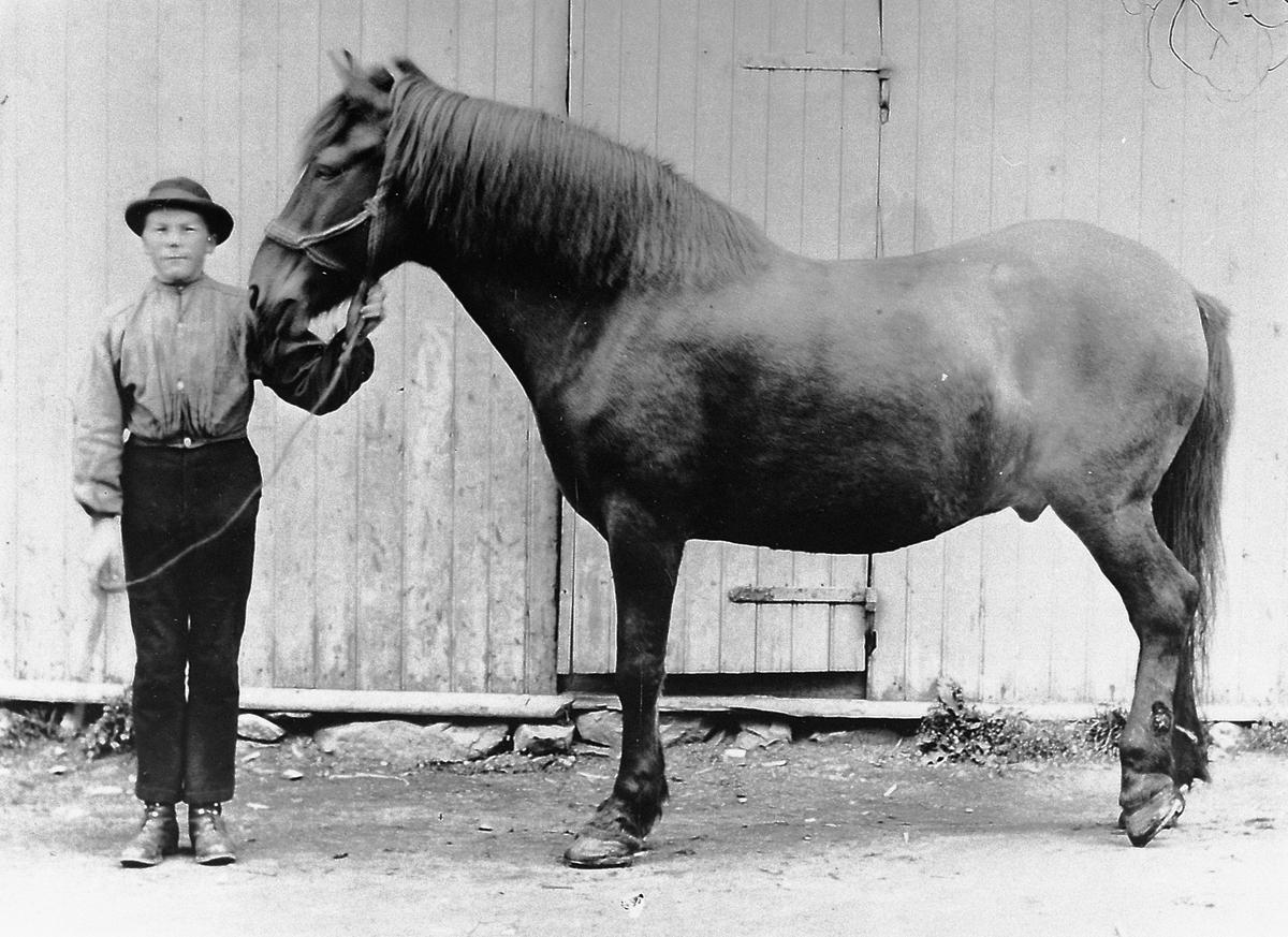 Hans Emil Erichsen, Gutt holder hest.