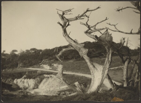 Louis Fleckenstein, [Cypress Landscape]