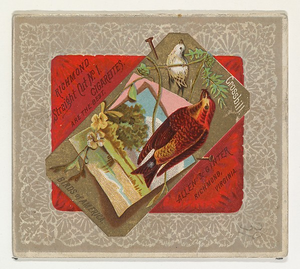 Allen & Ginter, Crossbill, from the Birds of America series (N37) for Allen & Ginter Cigarettes