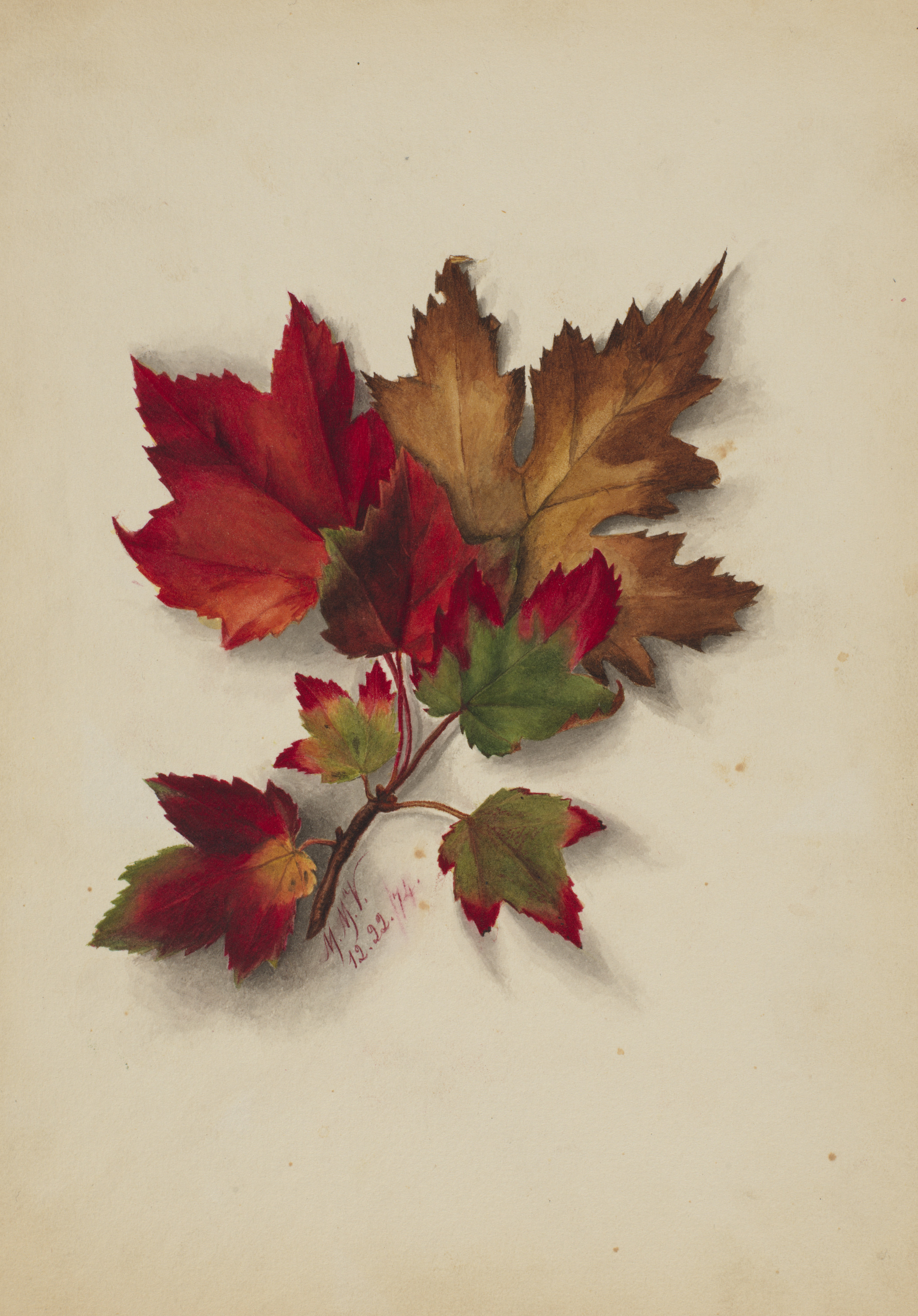 Mary Vaux Walcott, Untitled (Autumn Leaves)
