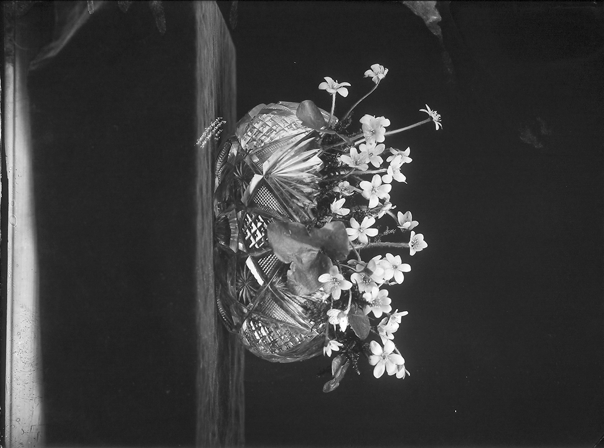 Anders Beer Wilse, Prot: Blomster - Blaaveis i Krystalfat