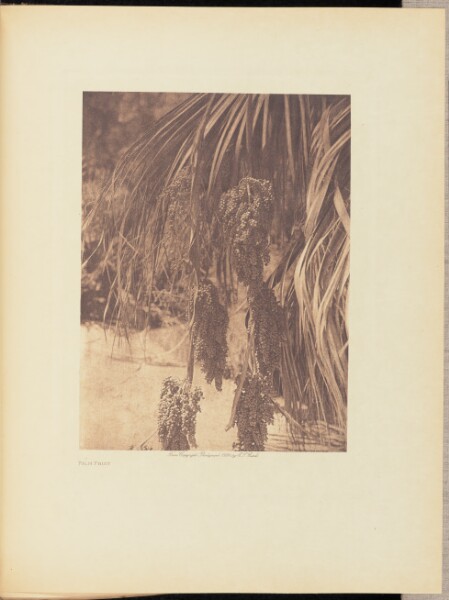 Edward S. Curtis, Palm Fruit