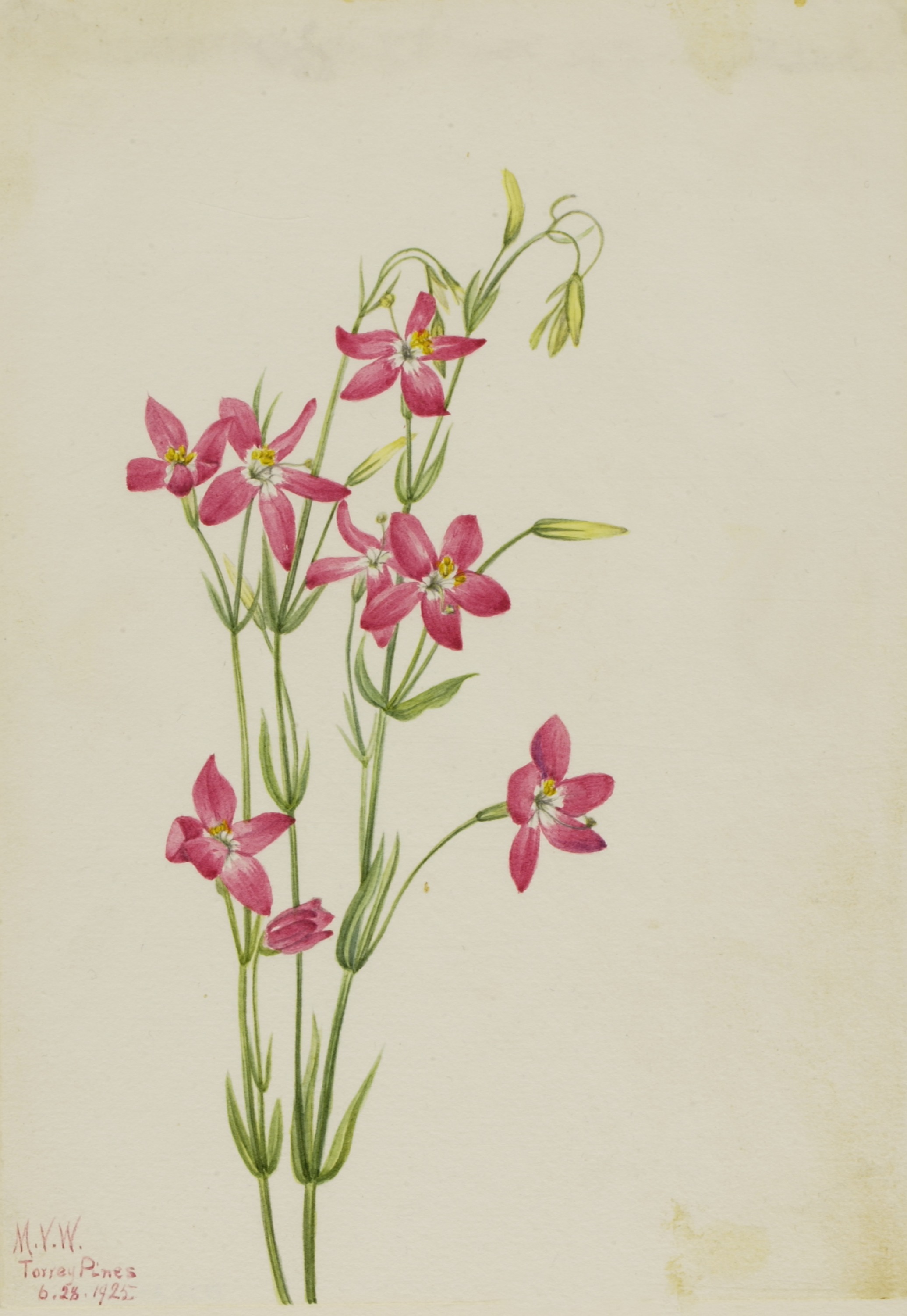 Mary Vaux Walcott, Pink Centaurium (Centaurium venustum)