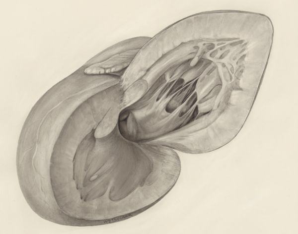 H.G Wetselaar, Heart