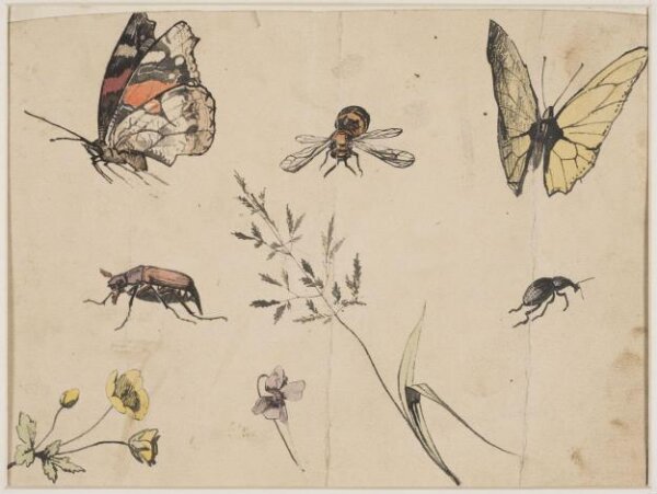 anonymous, Drawing
