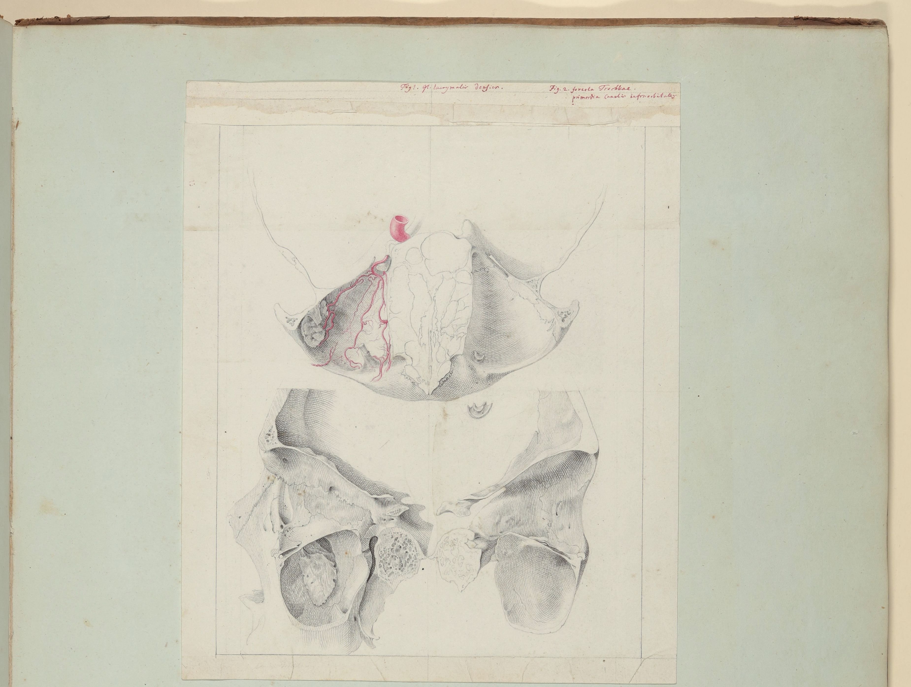 Christian Koeck, Horizontal durchschnittener Schädel mit zwei verschiedene Ansichten der linken Augenhöhle [Vorzeichnung zu Samuel Thomas Soemmerring, Abbildungen des menschlichen Auges, Frankfurt am Main 1801, Tafel VII ("schattierte" Darstellung), Fig. 1, 2 und 3]