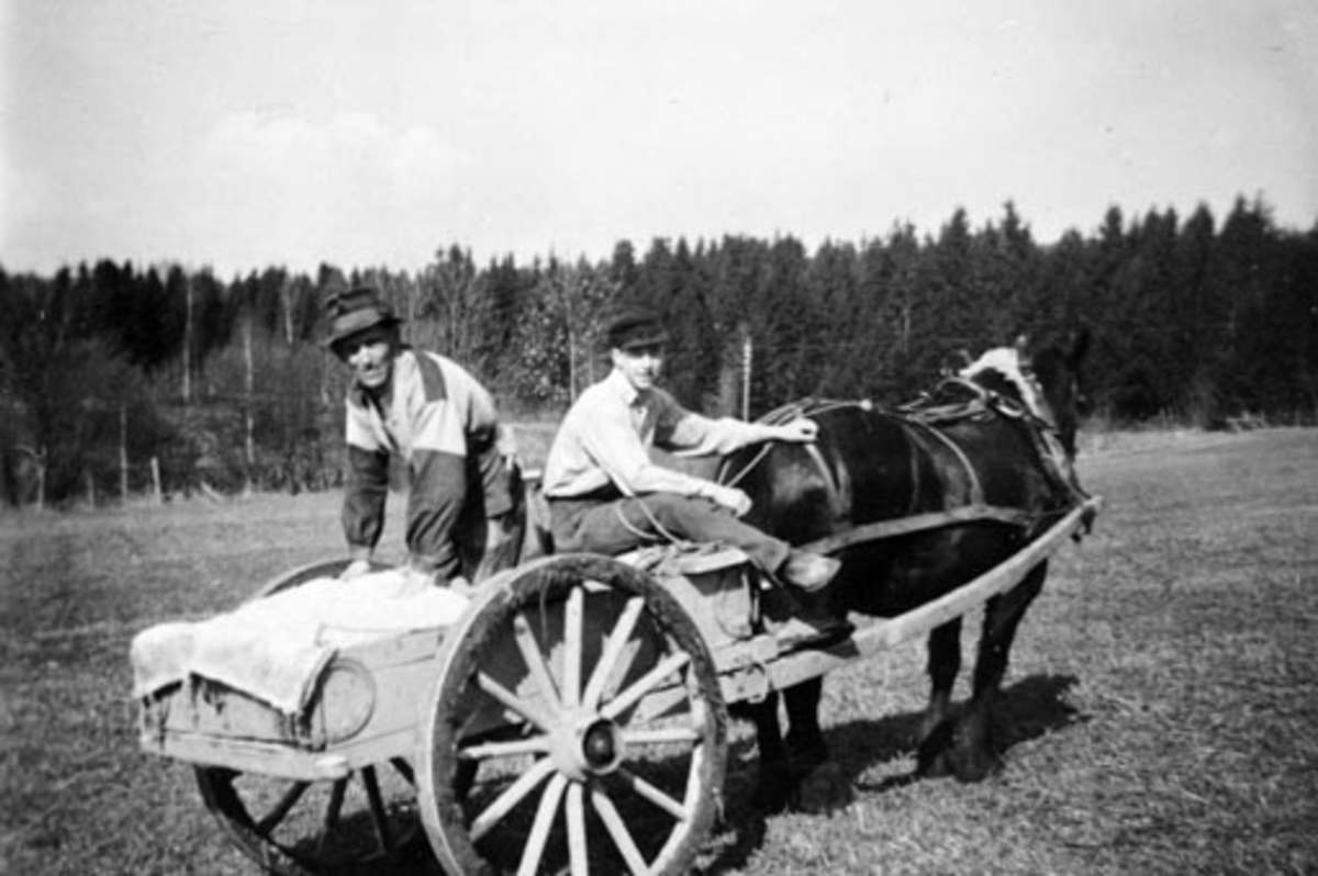 Anno Domkirkeodden, Hest med stuttkjerre, møkkjerre. Spreding av kunstgjødsel for hånd. Bak på kjerra er Ottar Olsen Glemmestad (1904-1979). Hulleberg nedre, Nes, Hedmark.