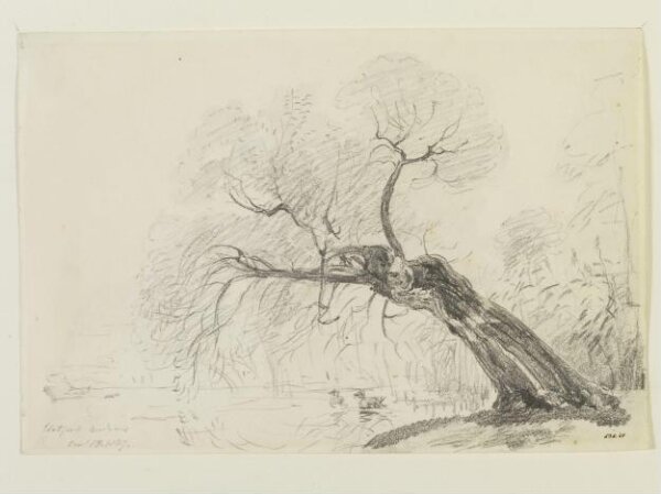Constable, John (RA), A willow tree in Flatford Meadows